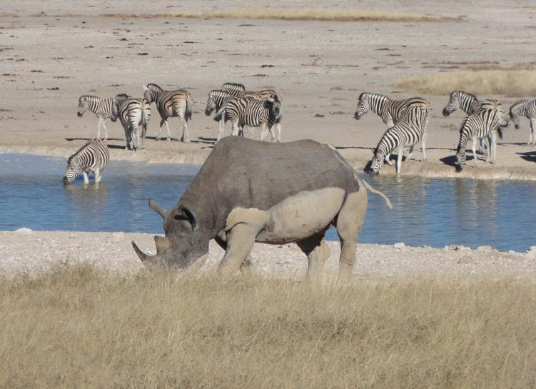 original Nashorn mit Zebras im Etosha Park